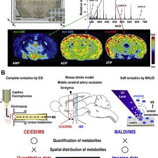 imaging mass spectrometry  technology developed   spatial