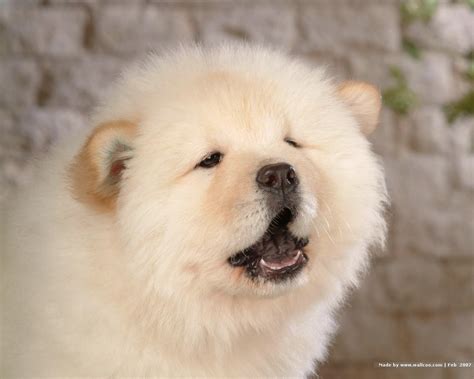 Chow Chow Wallpapers Wallpaper Cave