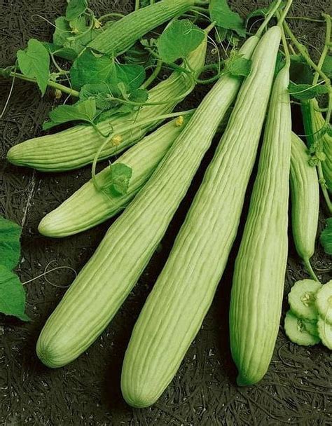 TomorrowSeeds Armenian Cucumber Seeds 30 Count Packet Yard Long