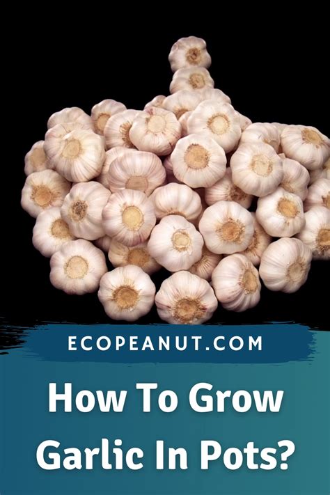 How To Grow Garlic In Pots Artofit