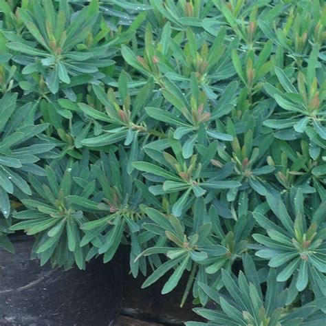 Euphorbia Martini Photo Plants Euphorbia Herbs