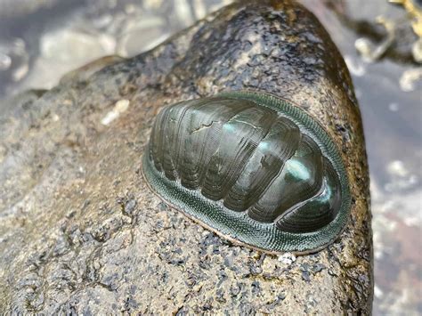 Chiton Pictures Az Animals