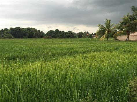 Padi Sawah Oryza Sativa Gambar Padi Sawah Yang Menghij Flickr