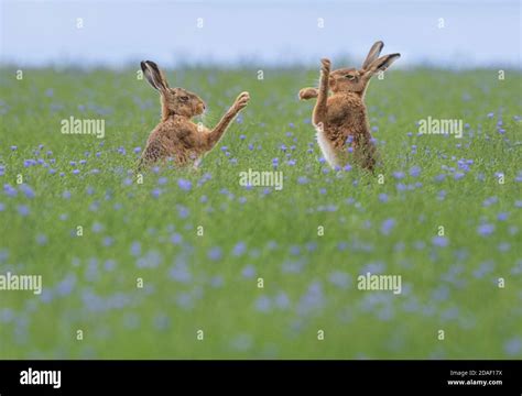 Boxing Hares High Resolution Stock Photography And Images Alamy