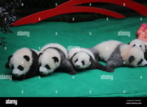 Giant Panda Cubs Born In 2019 Including World S Heaviest Captive Bred