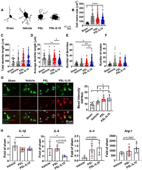 PSL IL10 altered microglia morphology and enhanced M MФ phagocytosis