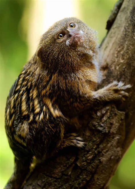 Pygmy Marmoset Ecuador Fingermonkey Pygmymarmoset Ecuador