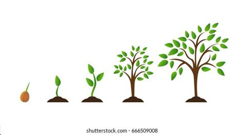 Clip Art Tree Growing | PNG-clipart