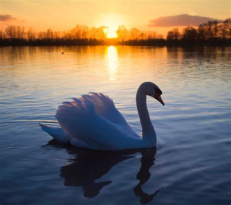 Beautiful Swan On The Lake At Sunset Birds Photo 36100429 Fanpop