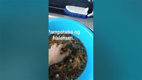 Mga Dahon Dahon Na Nahulog At Mga Balat Ng Gulay Babad Lang Sa Tubig