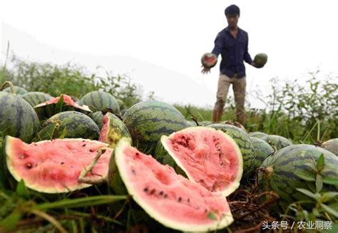 急！楠溪江瓜農盼客商，十幾萬公斤「岩頭瓜」又遭滯銷！ 每日頭條