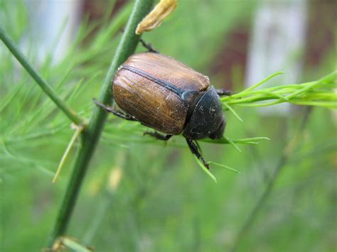 Natureinsectbrownbeetleanomala Dubia Beetle Free Image From