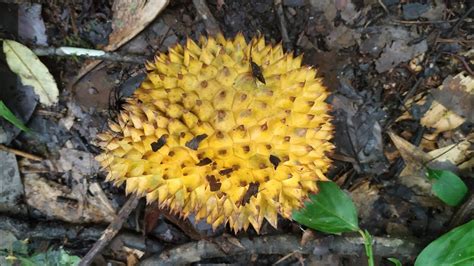 Foraging For Durian Lai Durio Kutejensis In Kalimantan Youtube