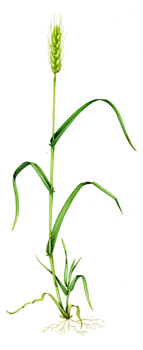 Wheat Plant Drawing