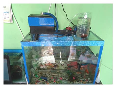 Ringo Aquarium Cara Menjernihkan Air Aquarium Tanpa Filter Kimia