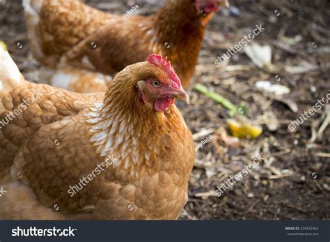 Friendly Isa Brown Hen Hybrid Type Of Sex Link Chicken By Crossing Rhode Island Reds And Rhode