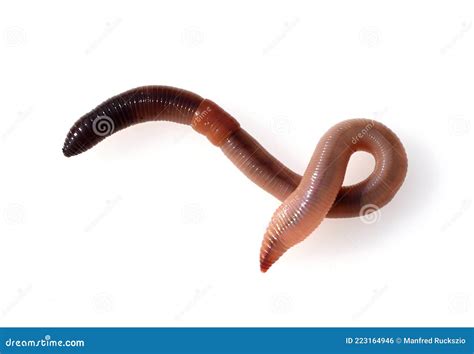 Lumbricus Terrestris Stock Photo Image Of Bestworm 223164946