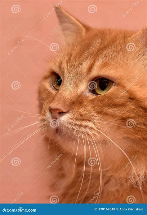 Fluffy Ginger Cat Portrait Stock Photo Image Of Funny 178169540