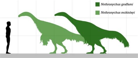 Nothronychus A Late Cretaceous Theropod From North America