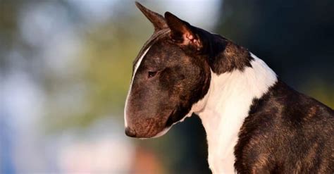 Miniature Bull Terrier Pictures - AZ Animals