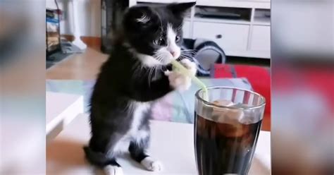 Adorable Kitten Tries To Drink Soda With Straw And Its Too Cute To Miss