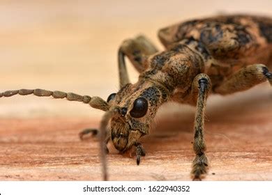 Longhorn Beetle Rhagium Sycophanta Cerambycidae Sitting Stock Photo