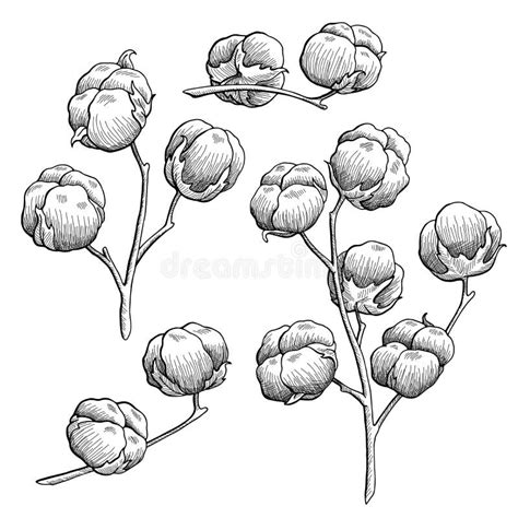 Cotton Plant Graphic Black White Isolated Sketch Illustration Vector