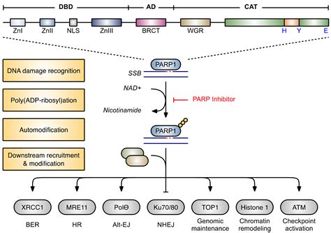 Cancers Free Full Text Parp Inhibitors And Myeloid Neoplasms A