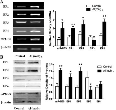 Mpges 1 And Ep 1 4 Mrnas And Proteins Expression In Primary Cultured