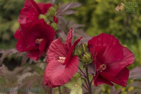 Hibiskus Bagienny Bylinowy CAROUSEL GEANT RED Czerwony Niska Cena