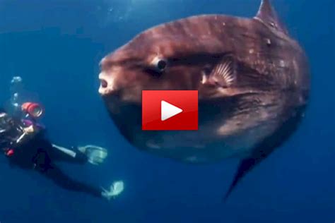 The Ocean Sunfish Is The Largest Bony Fish In The World