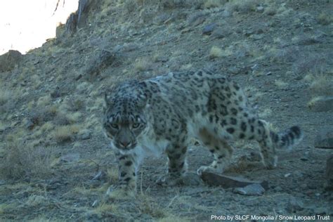 Snow Leopards Confirmed in Mongolia’s Khorkh Mountains for the First ...