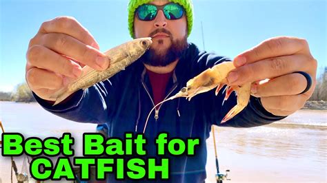 Shrimp VS Cut Bait For CATFISH Save With This Easy Rig Fishing