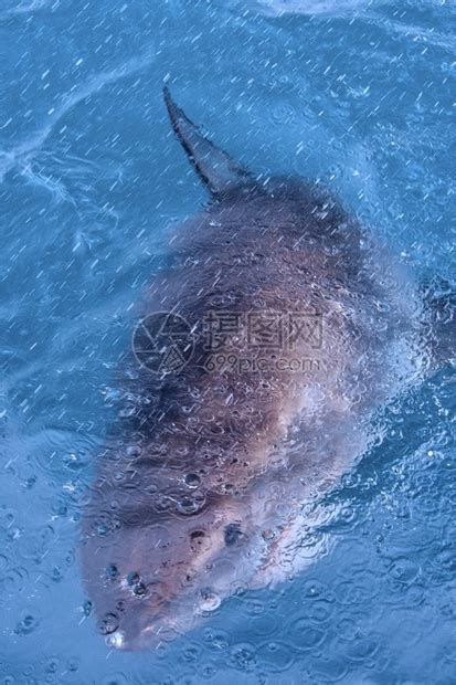 Carcharodoncarchariasgansbaai Greatwhiteshark