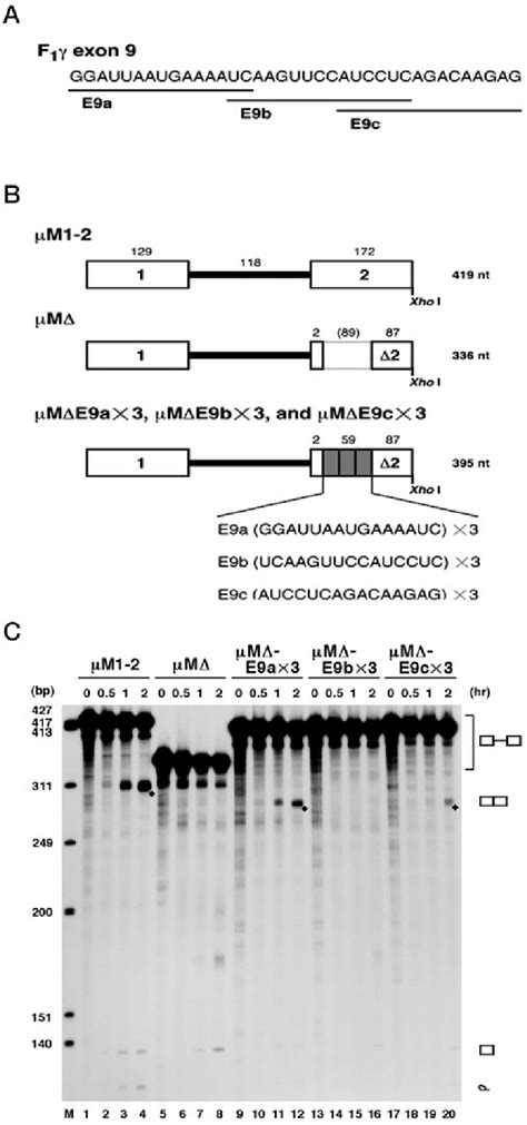 The 5 Region Of Exon 9 Displays Splicing Enhancer Activity In Vitro A Download Scientific