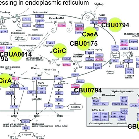 Coxiella Interactions In The Endoplasmic Reticulum Protein Processing Download Scientific