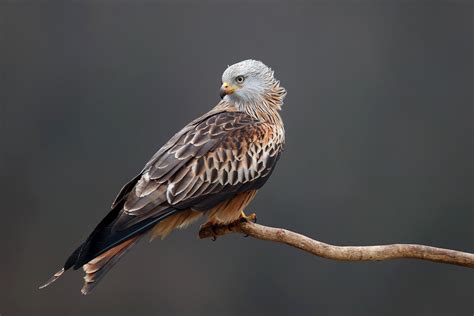 Download Bird Of Prey Bird Red Kite Animal Kite Hd Wallpaper