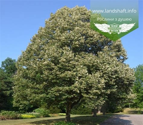 Tilia tomentosa Brabant Липа повстиста Брабант landshaft info