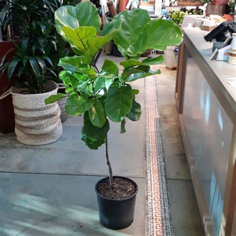 - 10” Ficus lyrata Standard #112695