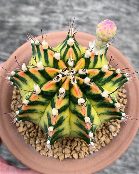 Unique Lithops Plant In Brown Pot