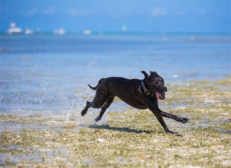 Chihuahua Labrador Retriever Mix The Ultimate Chihuahua Lab Mix Guide