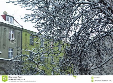 Tree Branch Under Snow In The Old Town Nature Stock Image Image Of