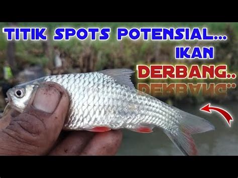 Cara Mencari Titik Spots Potensial Ikan Derbang Teknik Pecut Youtube