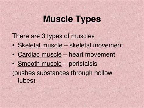 Ppt Muscle Types Powerpoint Presentation Free Download Id6036388