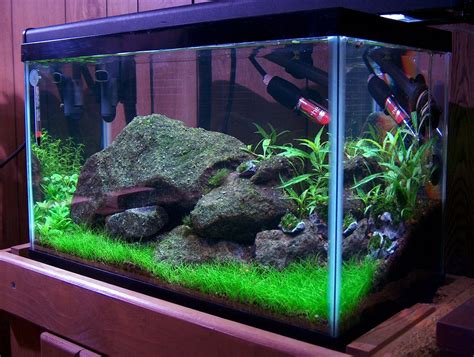 JG's 10 gallon experiment | 10 gallon fish tank, Fish tank design, Fish ...