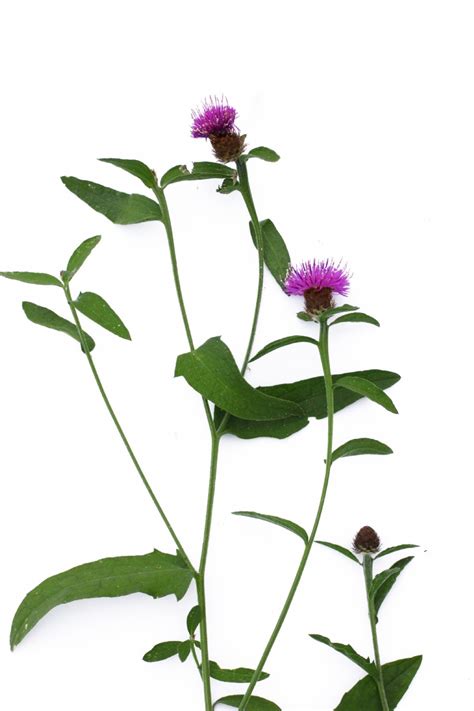 Lesser Knapweed | Species Information