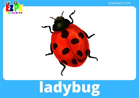 Insects And Bugs Flashcards With Words View Online Or Free Pdf Download