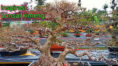 Inspirasi Bonsai Kimeng Youtube