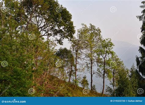 Tree And Himalayan Peaks Of Shivalik Range Blue Mountains Covered By