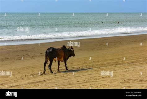 Beach Vagator In The Indian State Of Goa Stock Photo Alamy